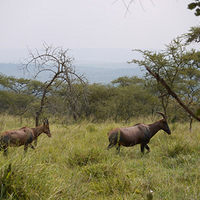 Photo de Rwanda - Akagera